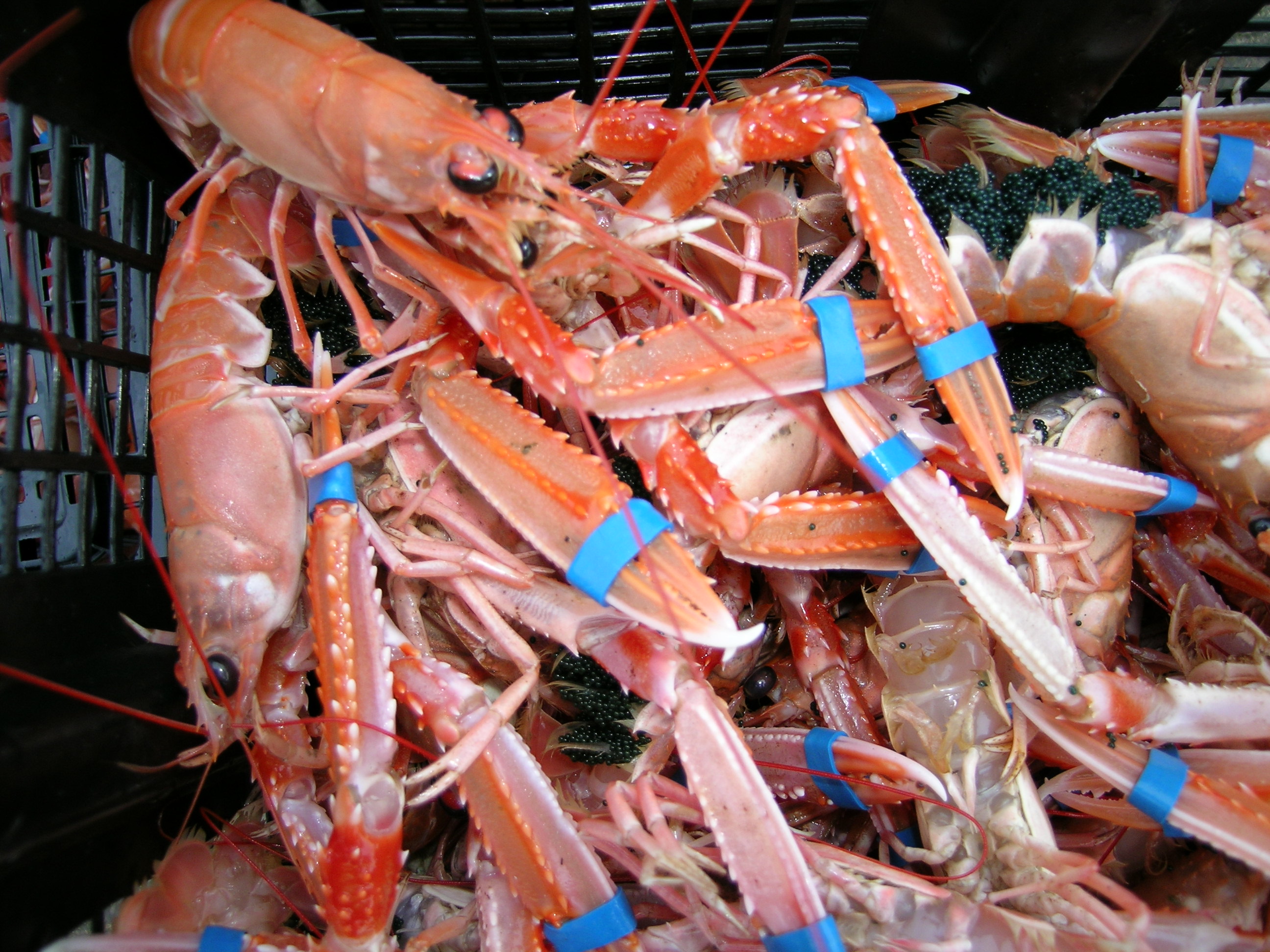 Scottish Shellfish - Seafood from Scotland - FAO27