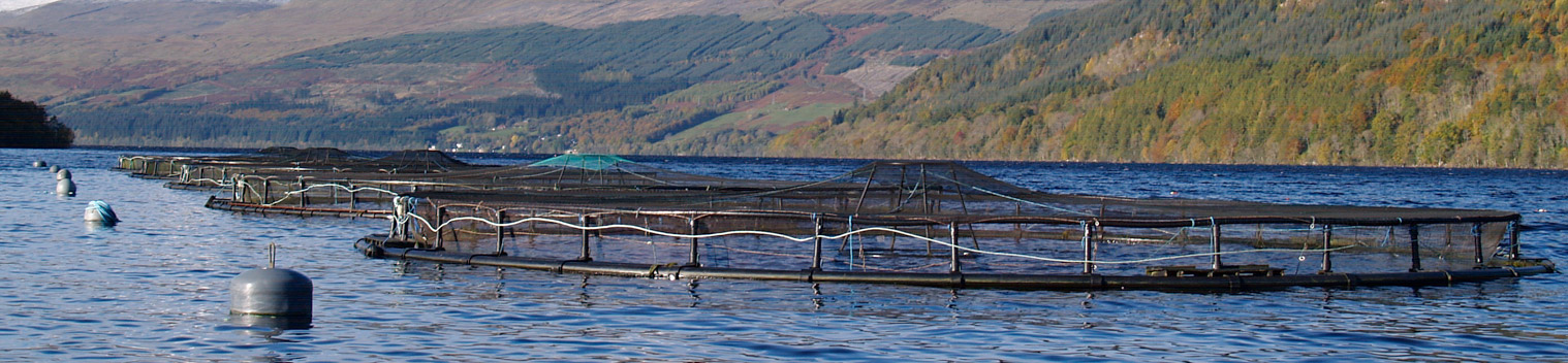 Kames Sea Trout Farm